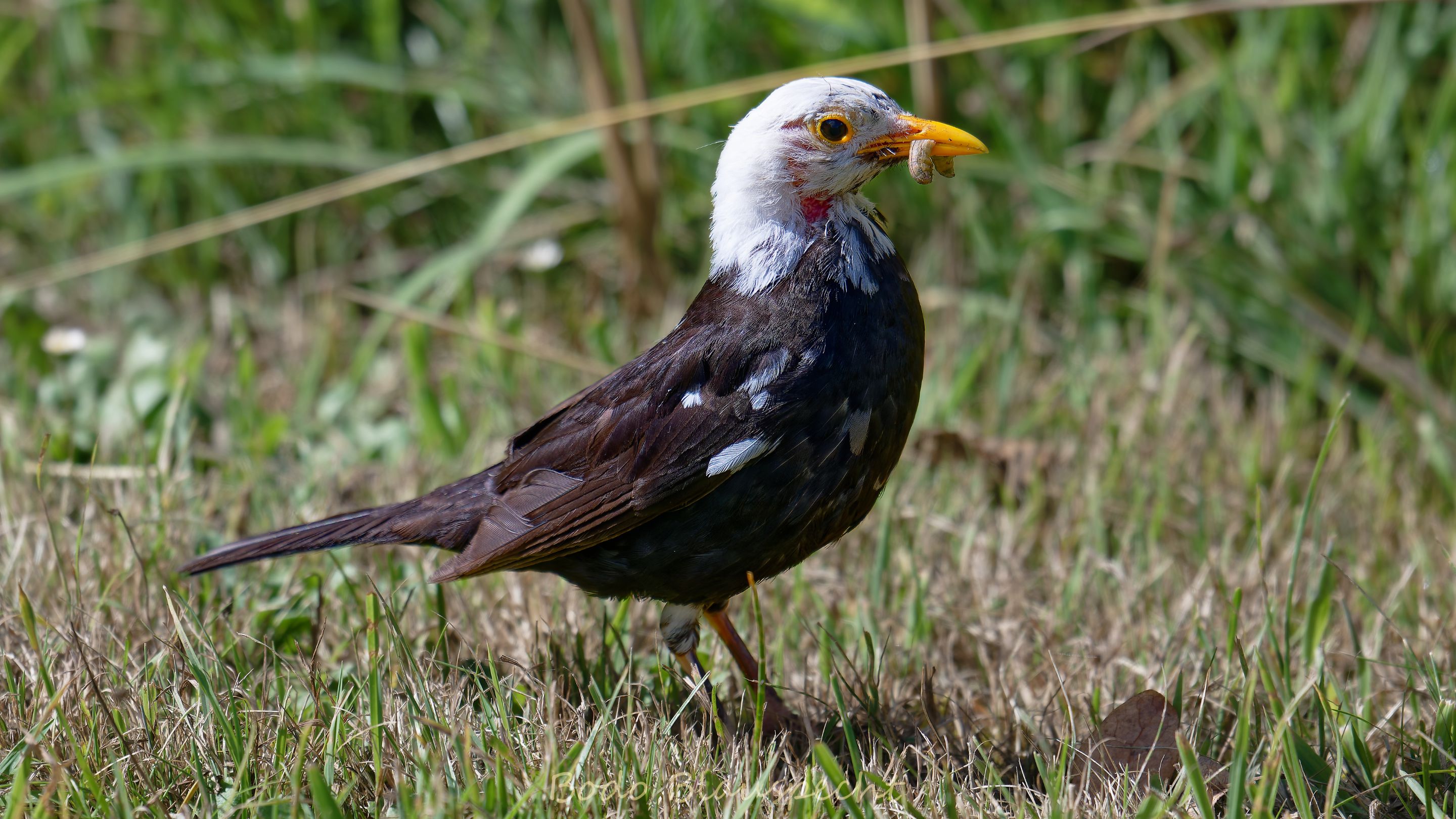 Amsel   Olfen   2025.07.03 10.16 09 HQ